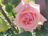 https://images.plurk.com/2FHF8smy0B64SF5UaL6r5z.jpg