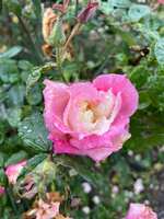 https://images.plurk.com/2GK266NeUUqJxJtGbiENxo.jpg