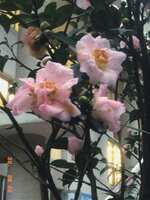 https://images.plurk.com/2IcN5rA5WMlqiU9FBj55Va.jpg