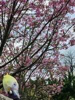https://images.plurk.com/2OEACVpNri6CiNFs6g7rAo.jpg