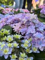 https://images.plurk.com/2PGqSNSNWdJaDfFI4HpZ0c.jpg