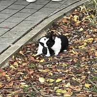 https://images.plurk.com/2QZVceG6Pf42fgFC1IJwFD.jpg