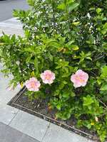 https://images.plurk.com/2QhgxX68SCovDfQnoRrGWp.jpg