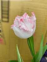 https://images.plurk.com/2R9f9ASN8ZKuLKI1WnwPTS.jpg