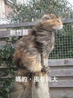https://images.plurk.com/2RGYyQ1uPjnK1iiSZlAyj2.jpg