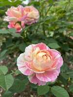 https://images.plurk.com/2RJAi84gjITXIl5j79R5ck.jpg
