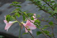 https://images.plurk.com/2RToMITLmZOsuwvnLULfHY.jpg
