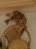 https://images.plurk.com/2RoApHzGTiAeQD3cIhvbce.jpg