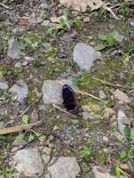 https://images.plurk.com/2S0VBs3aNJM7xrGbSkeBu6.jpg