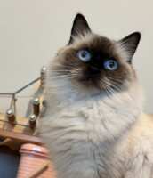 https://images.plurk.com/2TE6Uv98FI2KUn1iPId5b6.png