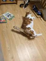 https://images.plurk.com/2TK9yGwhoKz9lnpz2dgQr6.png