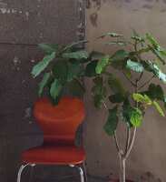 https://images.plurk.com/2Tj49TD6l2NLhcQEC63RNM.jpg