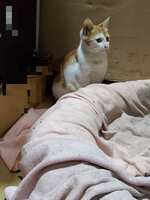 https://images.plurk.com/2VVKWW6Bqca8CiweS2bmrU.png