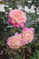 https://images.plurk.com/2WHv7GRp41iho7XYkDVoQq.jpg