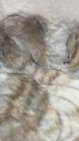 https://images.plurk.com/2WrJYeeDLF3KHeDoPnu7cI.png