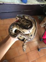 https://images.plurk.com/2X5tyBPRFyrhxfx7JphXVu.jpg