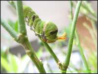 https://images.plurk.com/2XCXORFHpDAlEppTk99MvN.png