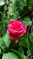 https://images.plurk.com/2XH0L5p9eMbPm7Yufb3d9B.jpg