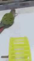 https://images.plurk.com/2YLrNQyiJAi2Br9wFAZzQz.gif