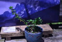 https://images.plurk.com/2YZ7shwkVaWcSYIdHE9cJU.jpg