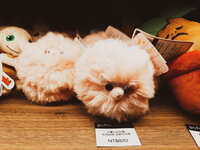 https://images.plurk.com/2bAg6HpKCTqTGtZ1ts3jEd.jpg