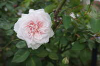 https://images.plurk.com/2eQFeJmEH0emqljlzCNaFs.jpg