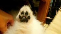 https://images.plurk.com/2eek8whEzNN6DdTE4dzWmX.jpg
