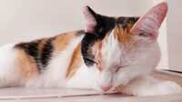 https://images.plurk.com/2gAlo3EzYJvbt9Gse8osX6.jpg