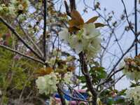 https://images.plurk.com/2gNUZVH0N7hBsyRMVOV26x.jpg