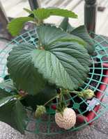 https://images.plurk.com/2gP5RVe0ZVCPJSieqcrB52.jpg