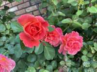 https://images.plurk.com/2gnwCfS6sQhODKLwvCOIPY.jpg