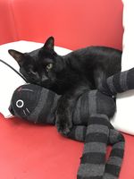 https://images.plurk.com/2h1ZWY9HCnajxMEivzySi2.jpg