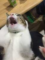 https://images.plurk.com/2hCh5ONWDu5ZqLSR0j5M7Y.jpg
