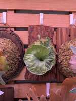 https://images.plurk.com/2i4Z8Fcobt41gVrvLbft6g.jpg