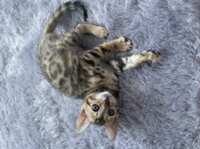 https://images.plurk.com/2iC2tQlHuqDQYTurOXobFD.png