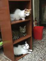 https://images.plurk.com/2ijwTv36MjqX301abbSgEF.jpg
