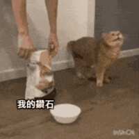 https://images.plurk.com/2juiDyePRijs1WCoezRt1k.gif