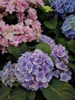 https://images.plurk.com/2l9pSRiPBbMQ7z8DnzGowl.jpg