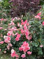 https://images.plurk.com/2lKpxpkY5dl1GcmfOzeB8A.jpg