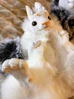 https://images.plurk.com/2lQweqmXaVmrDgdtTBTNzi.jpg