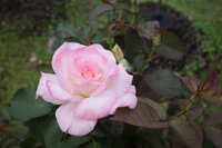 https://images.plurk.com/2lyF8QvFgrkl3P91pkrnEt.jpg