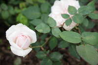 https://images.plurk.com/2oVST7r1hWvJLdSePYZCSn.jpg