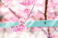 https://images.plurk.com/2pGssliM5CLgzUlsozWq4w.jpg