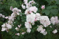 https://images.plurk.com/2pZ2dLpYm1TO8vMzkBEeof.jpg