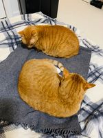 https://images.plurk.com/2plPUvmmpso7ryhU8bwCKW.jpg