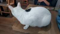 https://images.plurk.com/2ppaldPIgFWntBofWg91gY.jpg