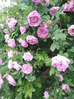 https://images.plurk.com/2rw0654WIyH4QRVZudazjL.jpg