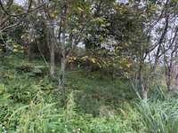 https://images.plurk.com/2so49aHbiv0rXOKV2spk3q.jpg