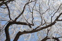 https://images.plurk.com/2tpbnNFp1gJ1w2wmxIeyqu.jpg