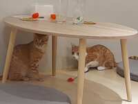 https://images.plurk.com/2ud9fz8hr2aTz5IT0mzrfZ.jpg